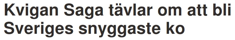 Kvigan Saga - en ko